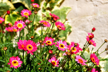daisies in the garden