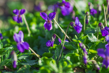 A lot of tender early violets in the early morning on a meadow