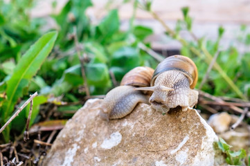 Snails on the rock 2