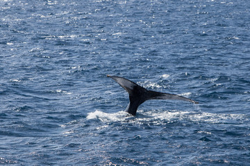 Fototapeta premium Humpback Whale Fluke Off New England Coast
