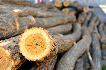 Cut acacia tree during a beautiful spring sunny day