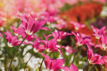Flowers field in springtime. Selective focus of purple tulip on colorful flower field
