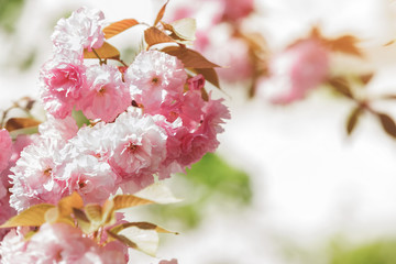 Sakura spring flowers in bloom on sunny day. 