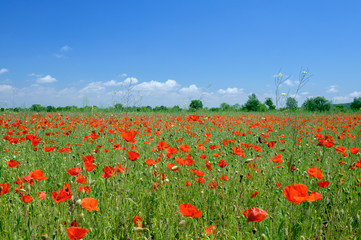 Poppy flowers field