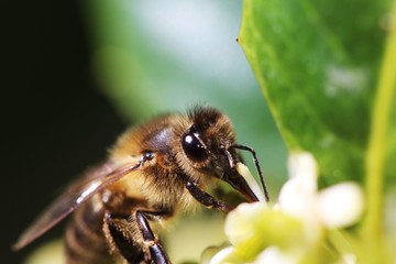 Abeja polinizando