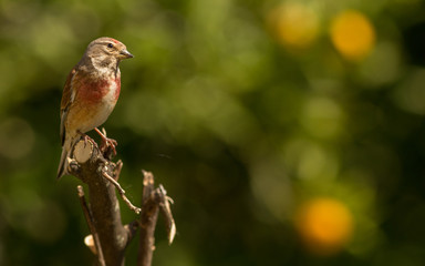 Carduelis cannabina - Pintarroxo in Braga, Minho Portugal.