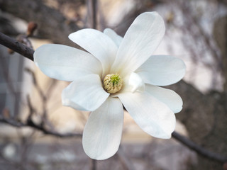 Detail of the white star magnolia blossom. Magnolia stellata blooming in the early spring.