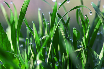 Morning dew on green grass