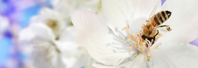 Bee collects nectar (pollen) from the white flowers of a flowering quince on a  blurred background of nature and sky, a banner for the site. Panorama. Blurred space for text. Skinali.