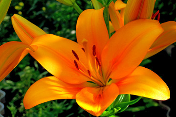 Fototapeta premium flower lily