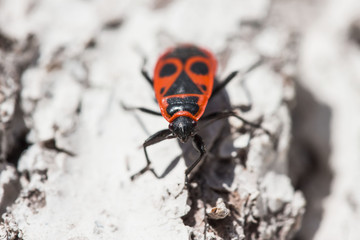 One crawling spring early beetle bug soldier