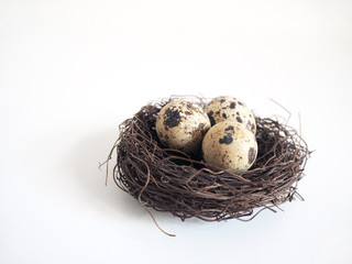 Naklejka na ściany i meble Detail of the birds nest with the brown spotted quail eggs on the white defocused background. Easter and spring concept.