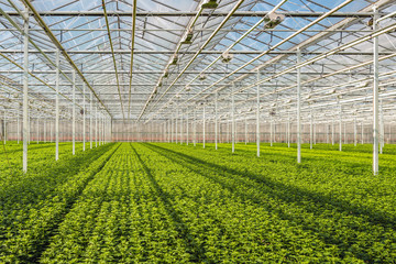 Lots of small chrysanthemum cuttings in long rows