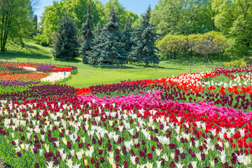 Obrazy na Szkle  Field of tulips in the park