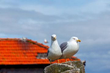Porto. Seagulls on the roof.