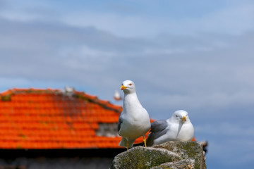 Porto. Seagulls on the roof.