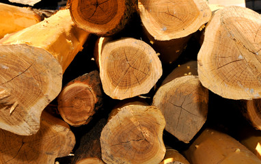 Cut acacia tree during a beautiful spring sunny day