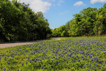 Spring flowers in Austin Texas