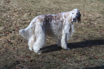 Handsome longhaired white dog of hunting breed - english setter- staying in the spring park