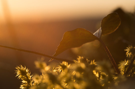 Efau im Sonnenaufgang
