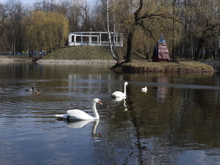 
White swans and gray ducks are floating on the lake. On the shore there is a gazebo. City Park .