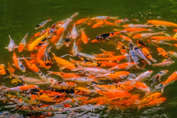 Blur Koi Fish swimming in The pond. Abstract top view of colorful fancy carp fish, koi fish in a whirlpool of water garden