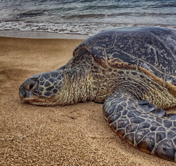 Sea Turtle