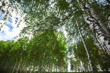 Fototapeta premium summer in sunny birch forest