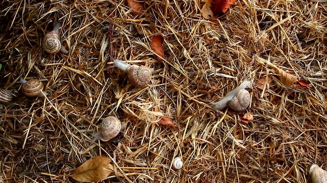 Garden snail crawling on the straw in the early morning