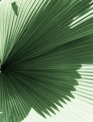 feuille tropicale
