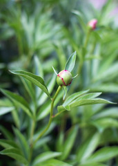 Peony plant with the bud in the garden