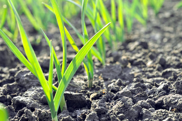 organically cultivated garlic plantation in the vegetable garden,backlit
