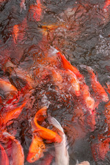 Obraz na płótnie Canvas Koi carp fish in the lake or pond. Top view. Vertical.