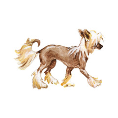 Hand drawn portrait of chinese crested dog. Watercolor fashion pets illustration on white background