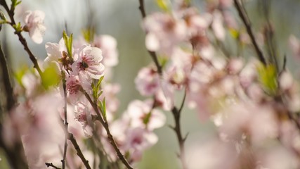 cherry blossom