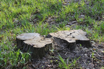 Knoops-Park im Frühling