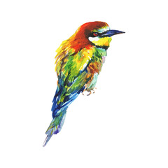 Watercolor European bee eater. Hand drawn colorful bird isolated on white background. Painting wildlife illustration