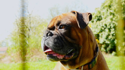 chien fran&ccedil;ais