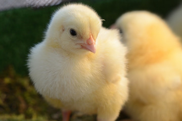 Little young chicken