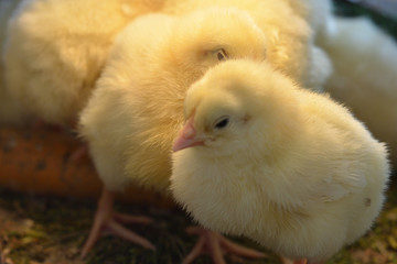 Little young chicken