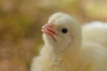 Little young chicken