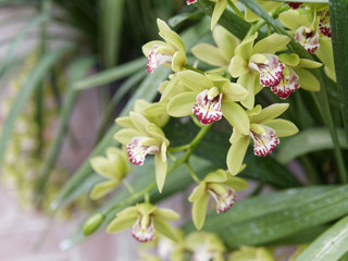 Close-up of beautiful vibrant  orchid