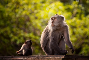 Catarrhini catarrhini the Old world sits and holds his paw in his mouth