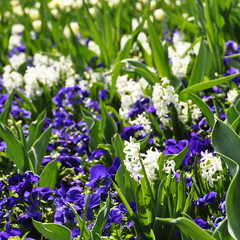 Fleurs de printemps, pensée bleu et jacinthe blanche 