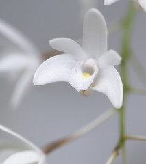 detail of white orchid
