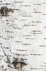 Bark of birch in the cracks texture