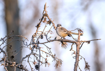 Mockingbird perched on a tree branch on a sunny Winter day