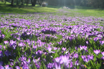 Meadow of blooming spring flowers crocus growing in wildlife