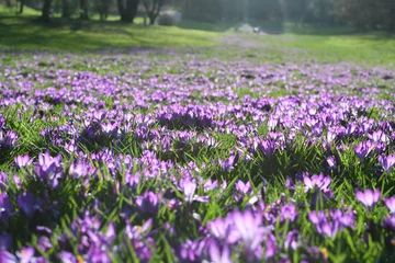 Crédence de cuisine en verre imprimé Crocus Meadow of blooming spring flowers crocus growing in wildlife