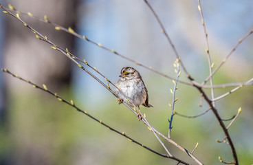 Wild Sparrow in a tree during Spring with budding branches